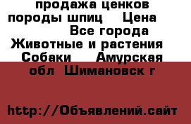продажа ценков породы шпиц  › Цена ­ 35 000 - Все города Животные и растения » Собаки   . Амурская обл.,Шимановск г.
